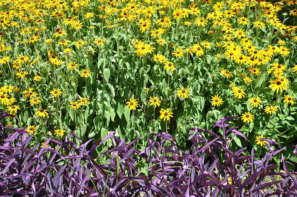 Bluff View Herb & Vegetable Garden — Bluff View Art District